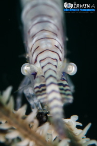 O N L Y - E Y E S
The Tozeuma Shrimp or Saw-blade Shrimp... by Irwin Ang 